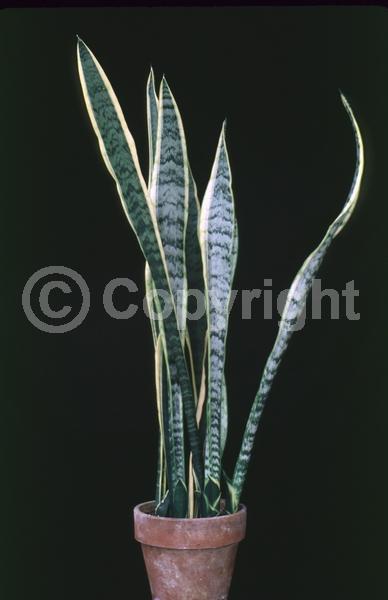 White blooms; Evergreen; Broadleaf