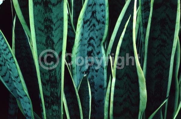 White blooms; Evergreen; Broadleaf