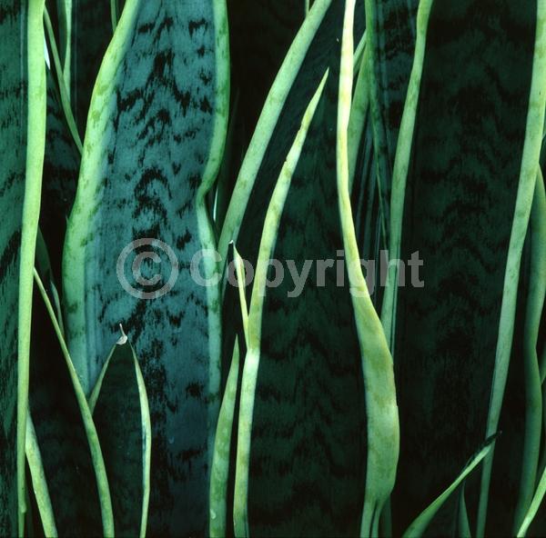 White blooms; Evergreen; Broadleaf