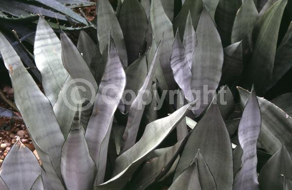 White blooms; Evergreen; Broadleaf