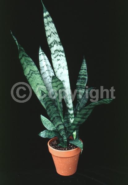 White blooms; Green blooms; Evergreen; Broadleaf