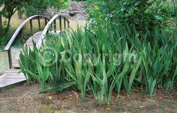 White blooms; Green blooms; Evergreen; Broadleaf