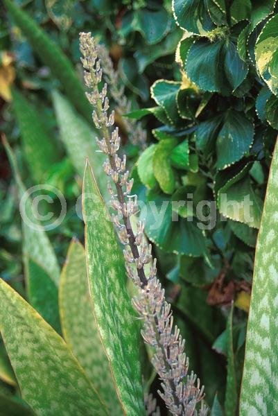 White blooms; Green blooms; Evergreen; Broadleaf