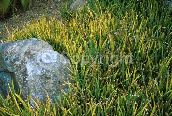 White blooms; Evergreen