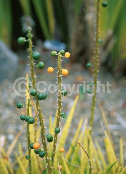 White blooms; Evergreen
