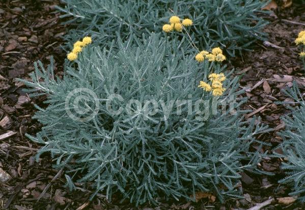 Yellow blooms; Evergreen; Needles or needle-like leaf
