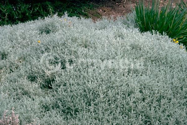 Yellow blooms; Evergreen; Needles or needle-like leaf