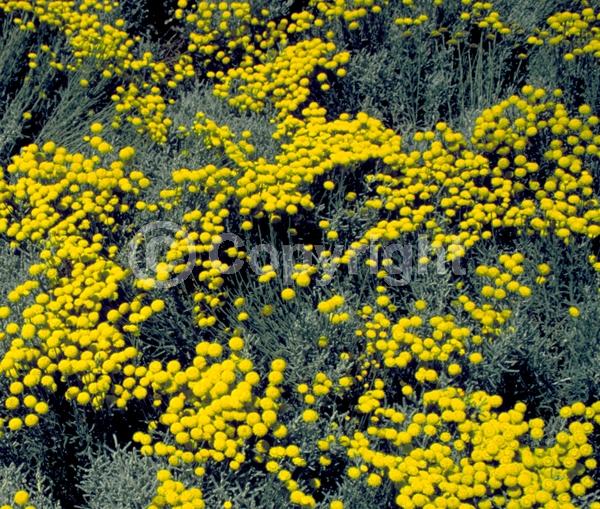 Yellow blooms; Evergreen