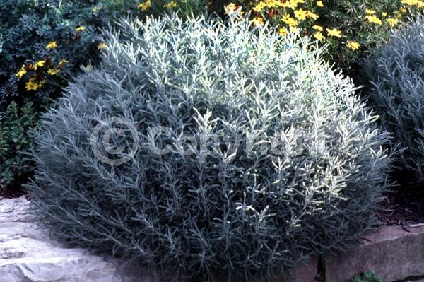 Yellow blooms; Evergreen