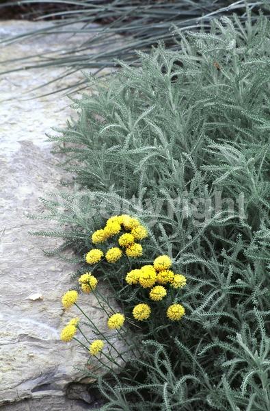 Yellow blooms; Evergreen