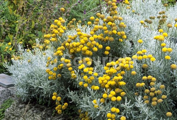 Yellow blooms; Evergreen