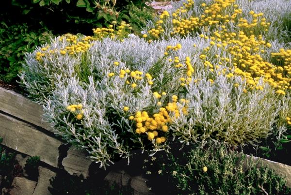 Yellow blooms; Evergreen