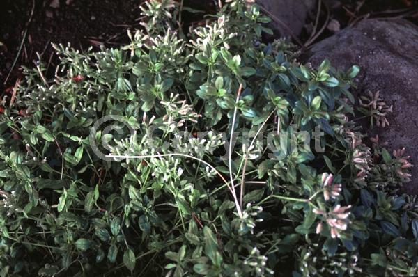 Pink blooms; Evergreen; Broadleaf