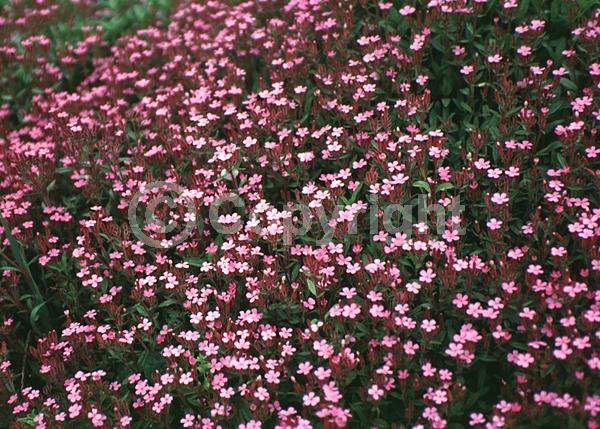 Pink blooms; Evergreen; Broadleaf