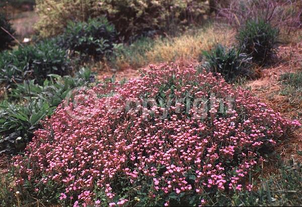 Pink blooms; Evergreen; Broadleaf