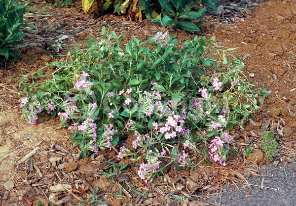 Pink blooms; Evergreen; Broadleaf