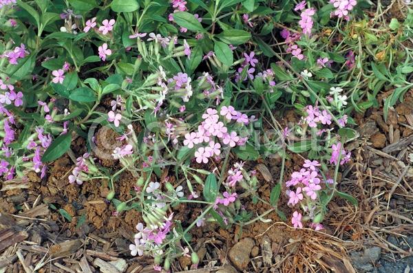 Pink blooms; Evergreen; Broadleaf