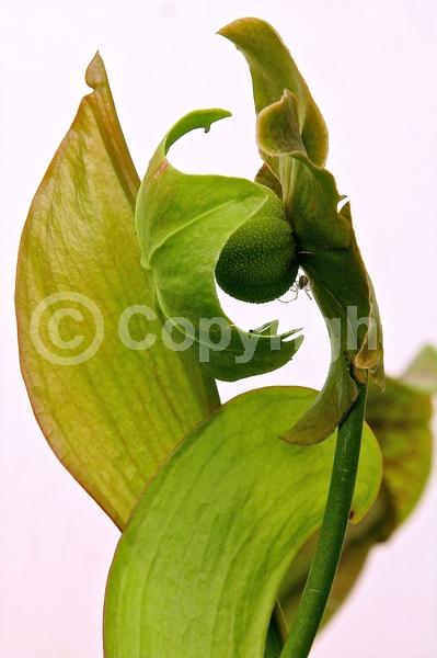 Red blooms; North American Native