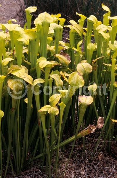 Yellow blooms; Evergreen; Needles or needle-like leaf; North American Native