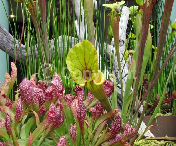 Yellow blooms; Evergreen; Needles or needle-like leaf; North American Native