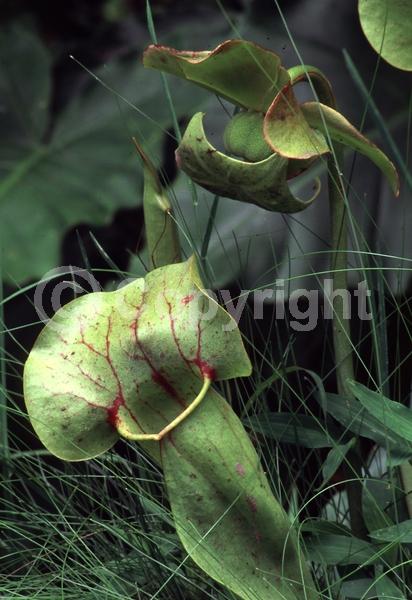 Yellow blooms; Evergreen; Needles or needle-like leaf; North American Native