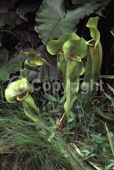 Yellow blooms; Evergreen; Needles or needle-like leaf; North American Native