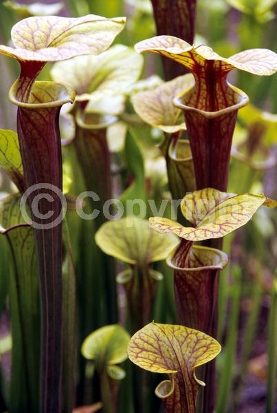Yellow blooms; Evergreen; Needles or needle-like leaf; North American Native