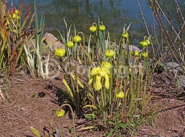 Yellow blooms; Green blooms; Semi-evergreen; North American Native