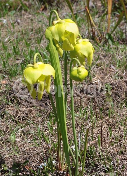 Yellow blooms; Green blooms; Semi-evergreen; North American Native