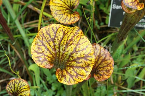 Yellow blooms; Semi-evergreen; North American Native