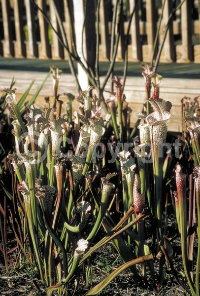 White blooms; Green blooms; Evergreen; Needles or needle-like leaf; North American Native