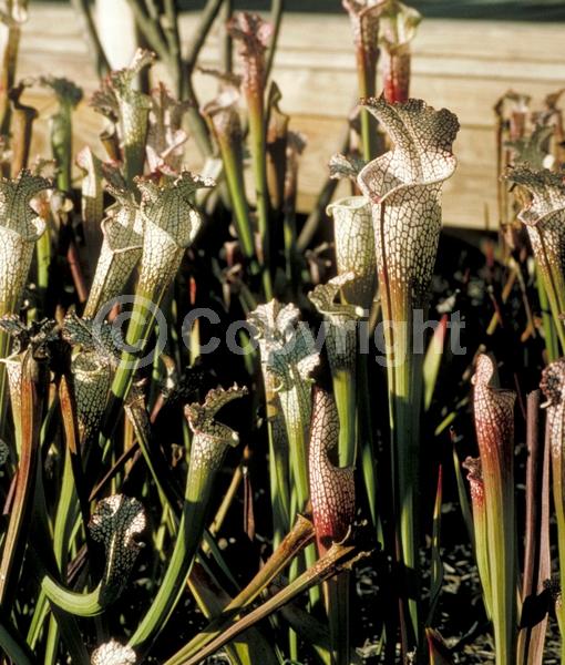 White blooms; Green blooms; Evergreen; Needles or needle-like leaf; North American Native