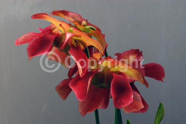 White blooms; Green blooms; Evergreen; Needles or needle-like leaf; North American Native