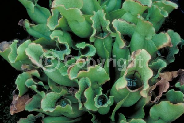 Red blooms; Green blooms; Deciduous; Broadleaf; North American Native