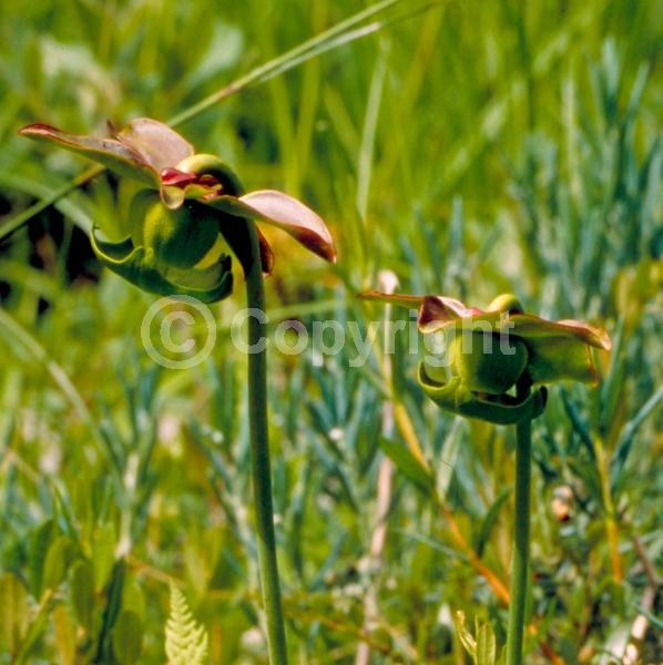 Red blooms; Green blooms; Deciduous; Broadleaf; North American Native