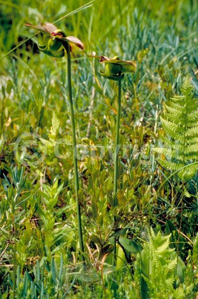 Red blooms; Green blooms; Deciduous; Broadleaf; North American Native