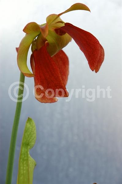 Red blooms; North American Native