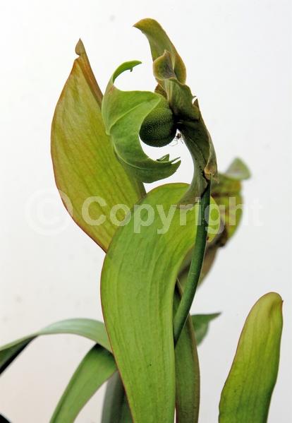Red blooms; North American Native