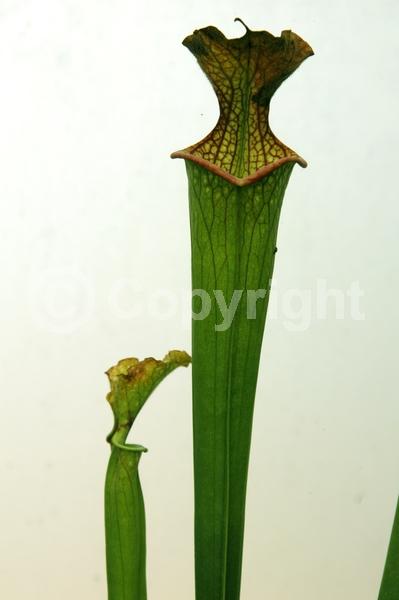 Red blooms; North American Native