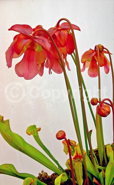 Red blooms; North American Native