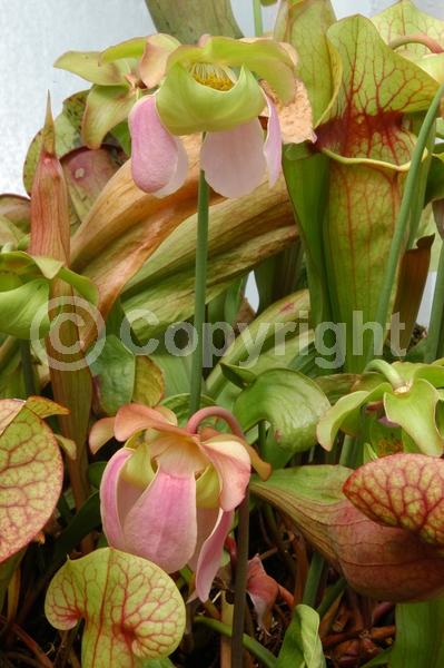 Red blooms; North American Native
