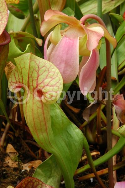 Red blooms; North American Native