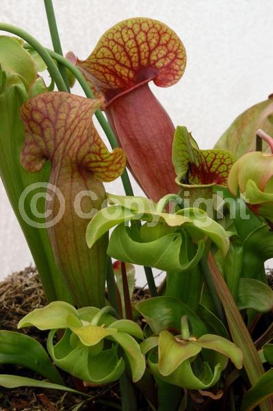 Red blooms; North American Native
