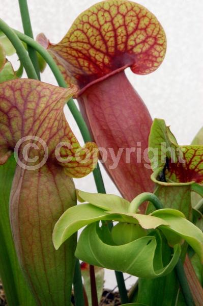 Red blooms; North American Native