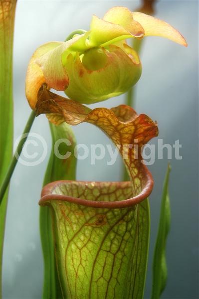 Red blooms; North American Native