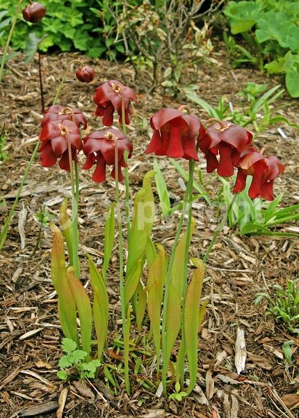 Red blooms; Semi-evergreen; North American Native