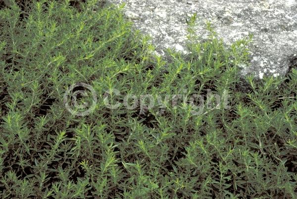 White blooms; Pink blooms; Evergreen