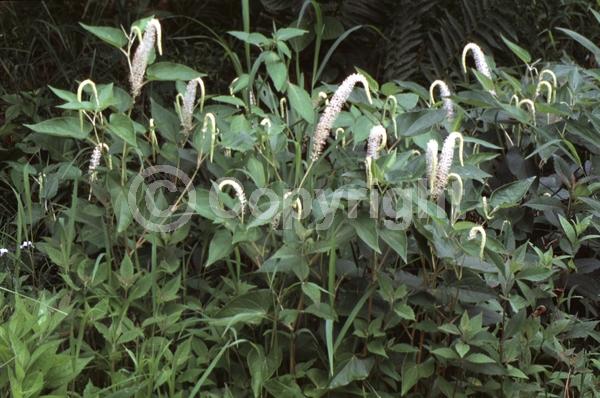 White blooms; Deciduous; North American Native