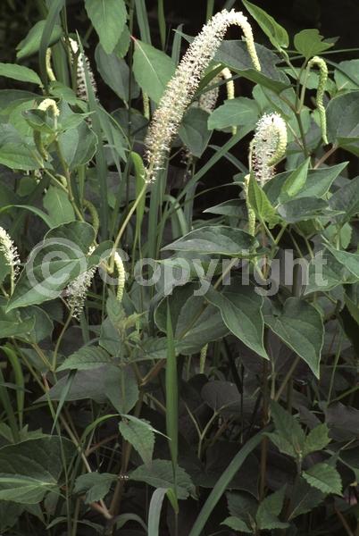 White blooms; Deciduous; North American Native