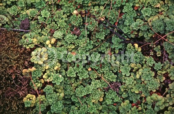 North American Native